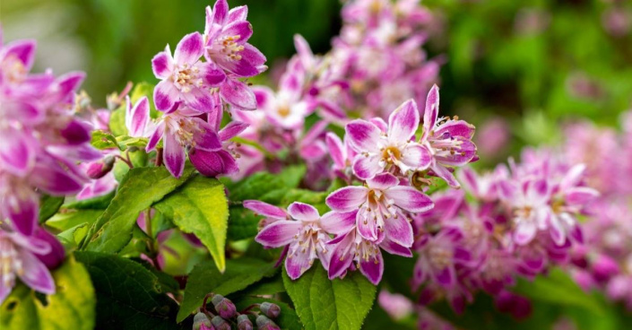 Trojpuk ’Raspberry Sundae’ (Deutzia)