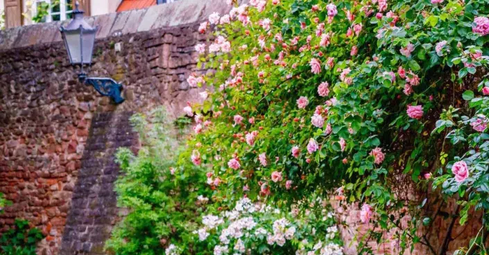 Pnoucí a keřové růže u cihlové zdi Pnoucí a keřové růže u cihlové zdi