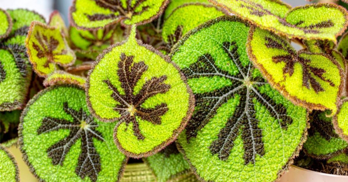 Listy pokojové begonie (Begonia masoniana)