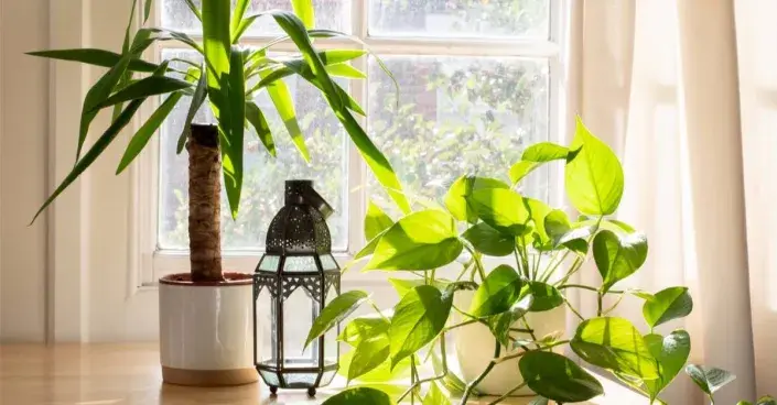 Juka (Yucca) v květináči Juka (Yucca) v květináči