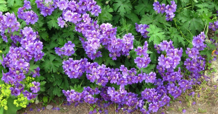 Kakost vznešený (Geranium magnificum)