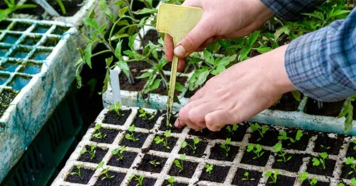 Semenáče celeru Semenáče celeru