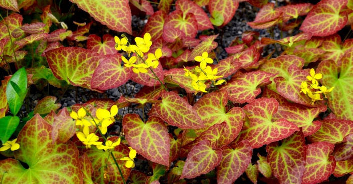 Listy a květy škornice (Epimedium)