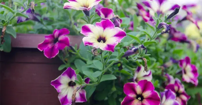 Barevné květy petúnií Barevné květy petúnií