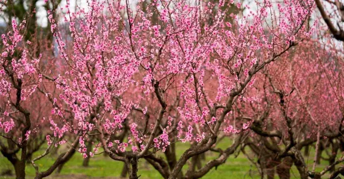 Kvetoucí broskvoně