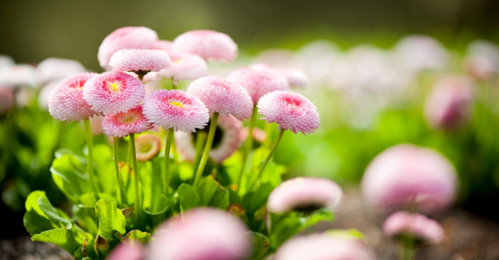 Okrasná sedmikráska (Bellis perennis)