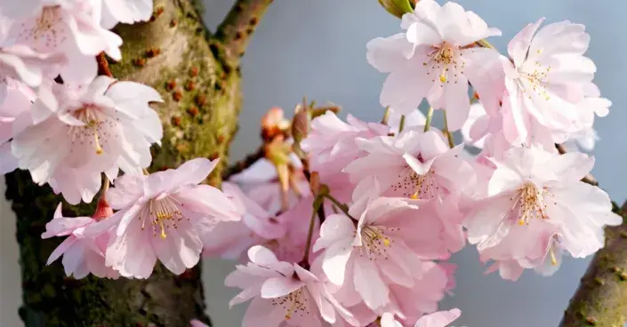 Květy višně chloupkaté (Prunus subhirtella)