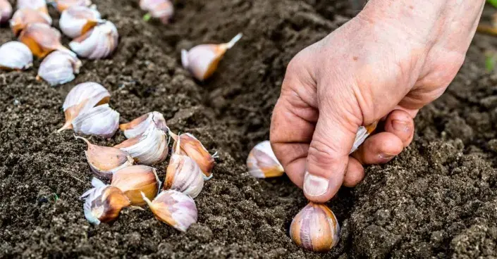 Výsadba česneku
