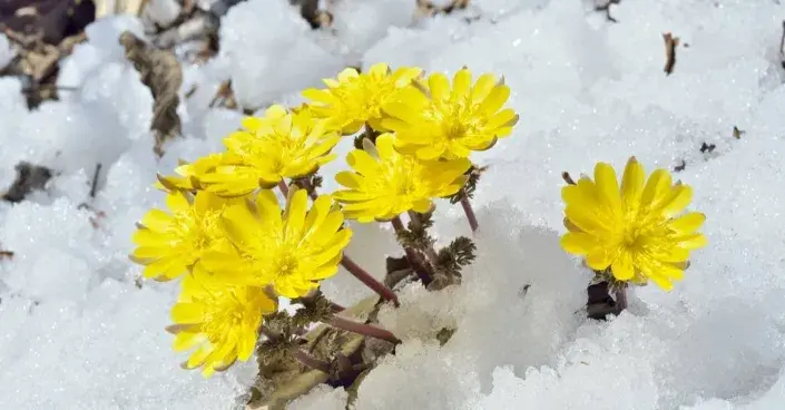 Hlaváček amurský (Adonis amurensis) Hlaváček amurský (Adonis amurensis)