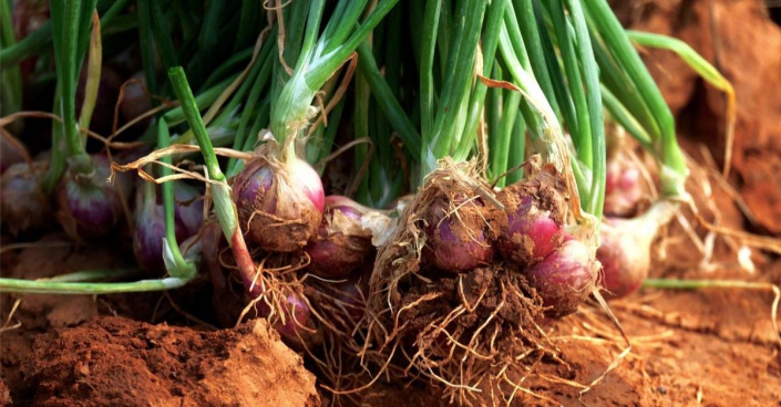 Cibule šalotka (Allium ascalonicum)