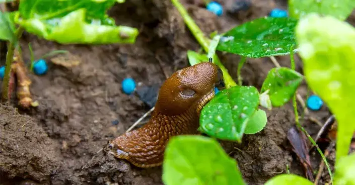 Slimák v záhonu Slimák v záhonu