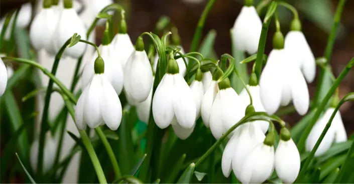 Sněženka 'Mrs Thompson' Sněženka 'Mrs Thompson'