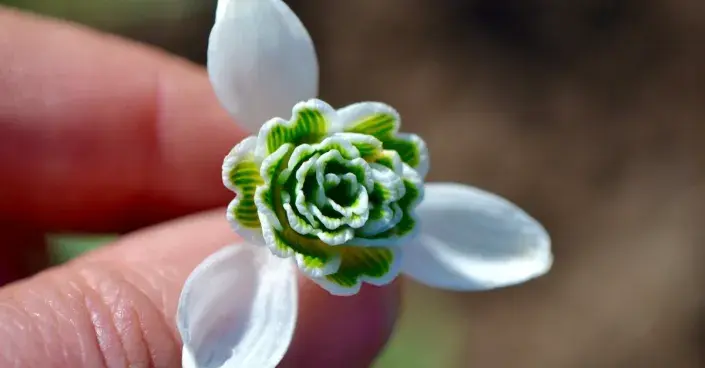 Sněženka 'Dionysus' Sněženka 'Dionysus'