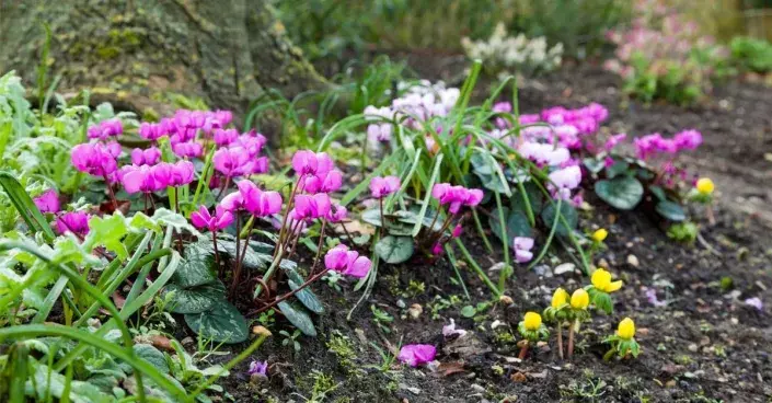 Bramboříky pod stromem