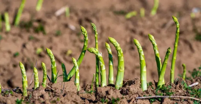 Výhonky zeleného chřestu Výhonky zeleného chřestu