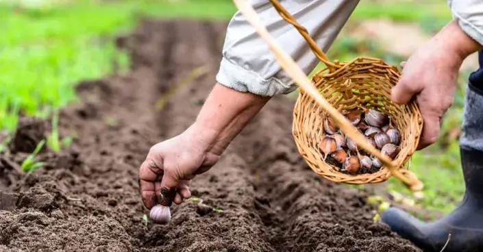 Jarní výsadba česneku