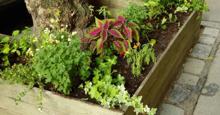 Vyvýšený záhon kolem stromu Vyvýšený záhon kolem stromu