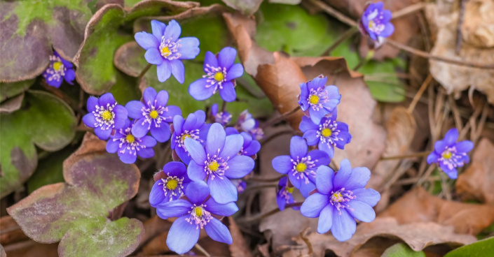 Jaterník podléška (Hepatica nobilis)