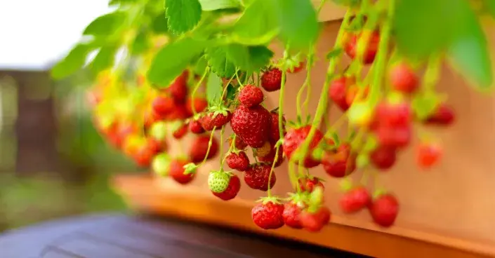 Jahody vypěstované v truhlíku