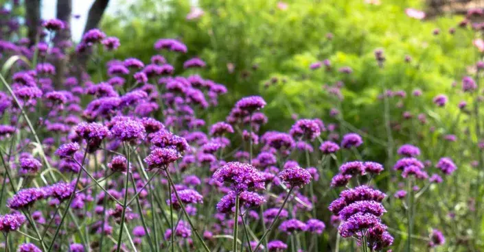 Sporýš klasnatý (Verbena bonariensis) Sporýš klasnatý (Verbena bonariensis)