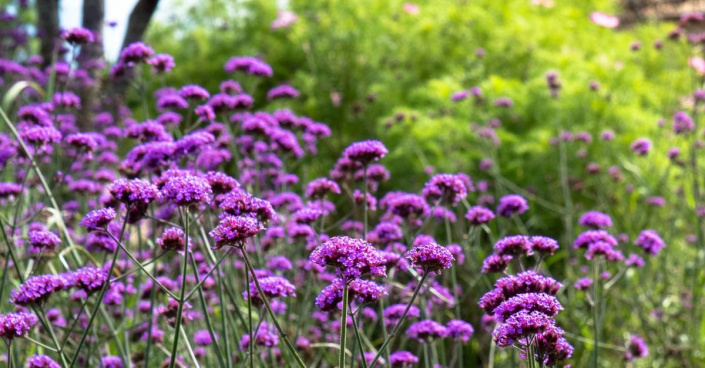 Sporýš klasnatý (Verbena bonariensis)