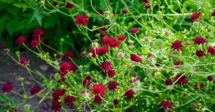 Chrastavec makedonský (Knautia macedonica)