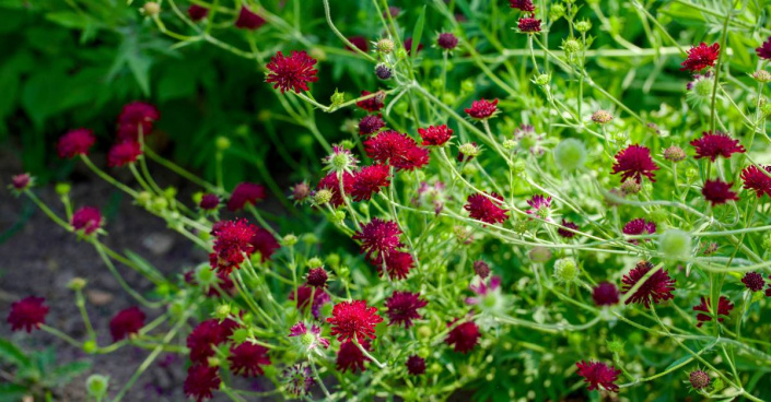 Chrastavec makedonský (Knautia macedonica)