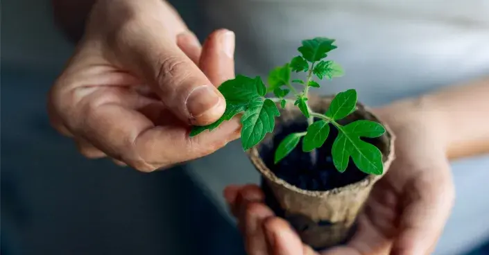 Sazenice rajčete v rašelinovém květináči Sazenice rajčete v rašelinovém květináči