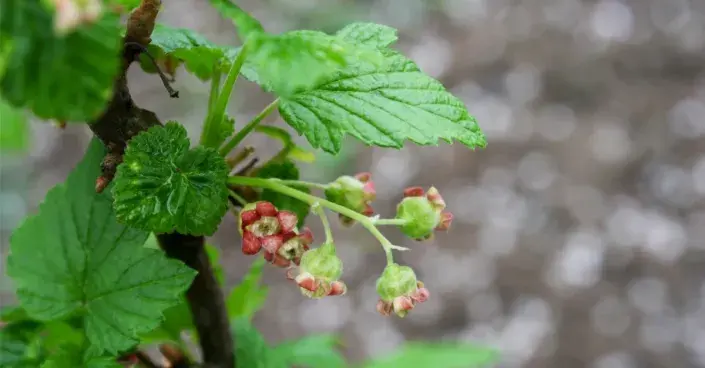 Květy černého rybízu Květy černého rybízu