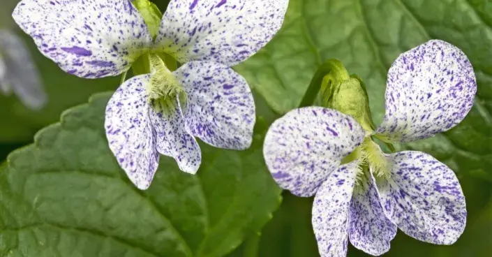 Violka floridská (Viola sororia) ’Freckles’ 