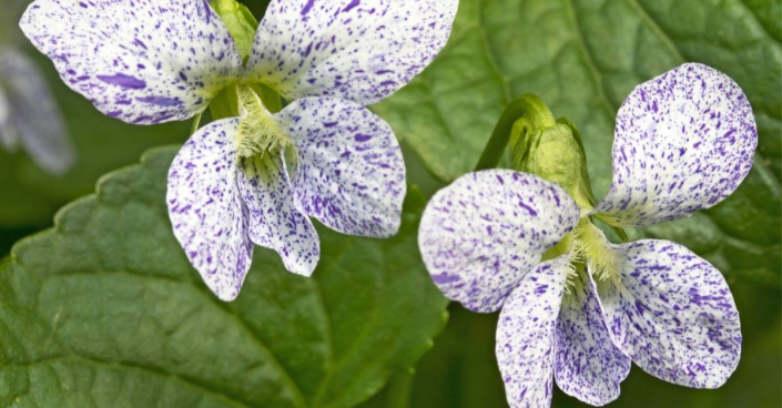 Violka floridská (Viola sororia) ’Freckles’ Violka floridská (Viola sororia) ’Freckles’