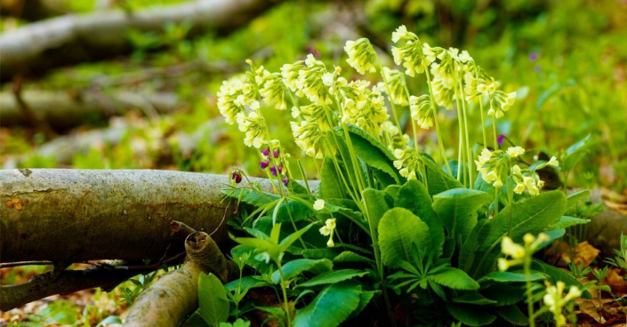 Prvosenka vyšší (Primula elatior)