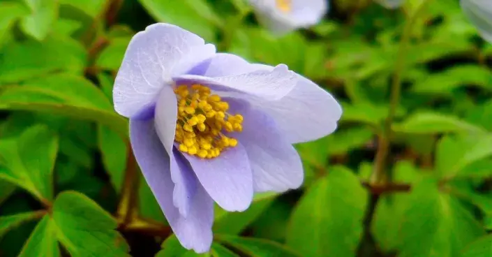 Sasanka hajní ’Robinsoniana’ Sasanka hajní ’Robinsoniana’