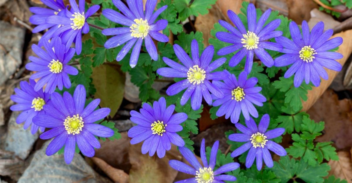 Sasanka vábná (Anemone blanda) ’Blue Shades’