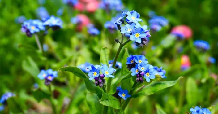 Pomněnka lesní (Myosotis sylvatica) Pomněnka lesní (Myosotis sylvatica)