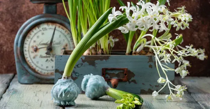 Povoskované cibule hyacintů Povoskované cibule hyacintů