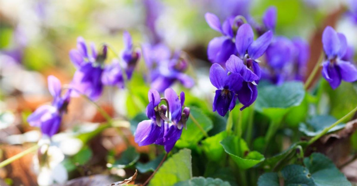 Violka vonná (Viola odorata)