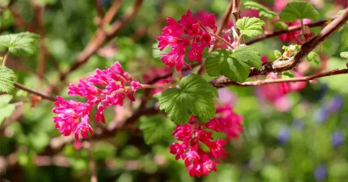 Kvetoucí větve meruzalky krvavé Kvetoucí větve meruzalky krvavé