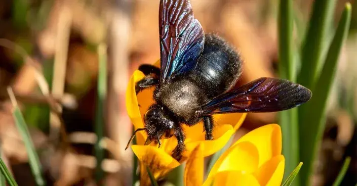 Drvodělka na krokusu Drvodělka na krokusu