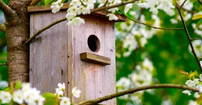 Ptačí budka v koruně rokvetlého stromu Ptačí budka v koruně rokvetlého stromu
