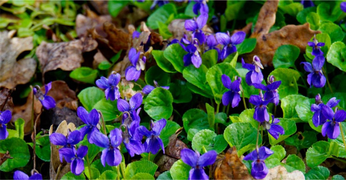 Violka vonná (Viola odorata)