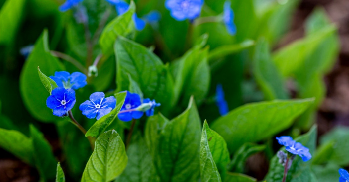 Modré květy pupkovce jarního (Omphalodes verna)