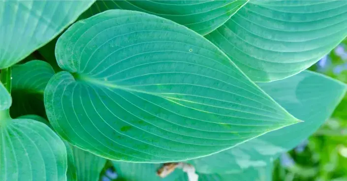 Modrozelený list bohyšky