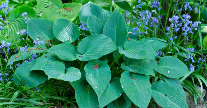 Listy bohyšky (Hosta)