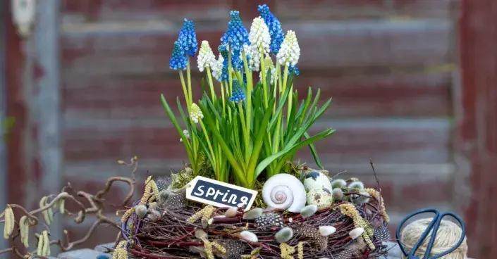 Jarní aranžmá s proutěným věncem a rozkvetlými modřenci Jarní aranžmá s proutěným věncem a rozkvetlými modřenci