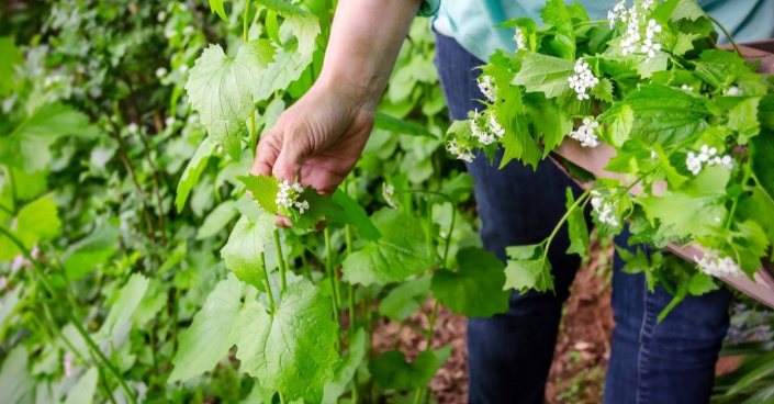 Česnáček lékařský (Alliaria petiolata)