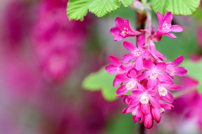 Meruzalka krvavá (Ribes sanguineum)