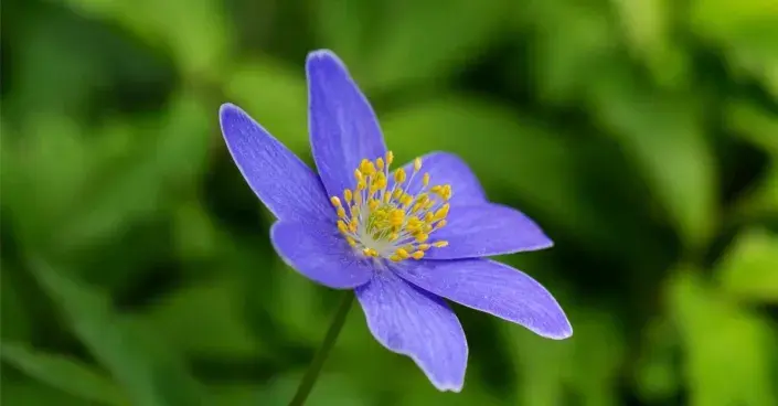 Sasanka hajní ’Royal Blue’ Sasanka hajní ’Royal Blue’