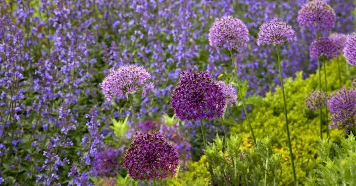 Šanta a okrasné česneky Šanta a okrasné česneky