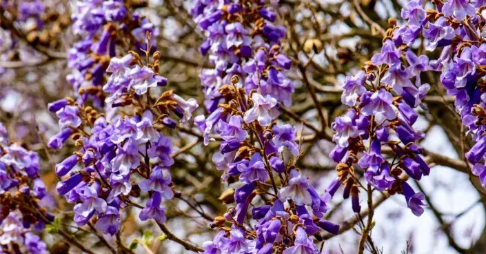 Paulovnie  (Paulownia)